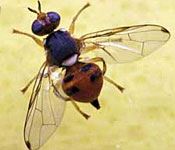 Beira Interior: Praga da mosca da azeitona pode arruinar com um quinto da produção de azeite